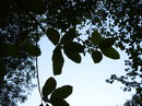 Populus Caspica
